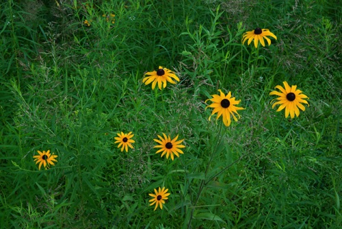 Wildflowers, Delaware Water Gap National Recreation Area (8324 SA).jpg Wildflowers, Delaware Water Gap National Recreation Area (8324 SA).jpg